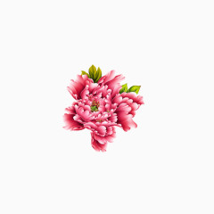 花朵素材