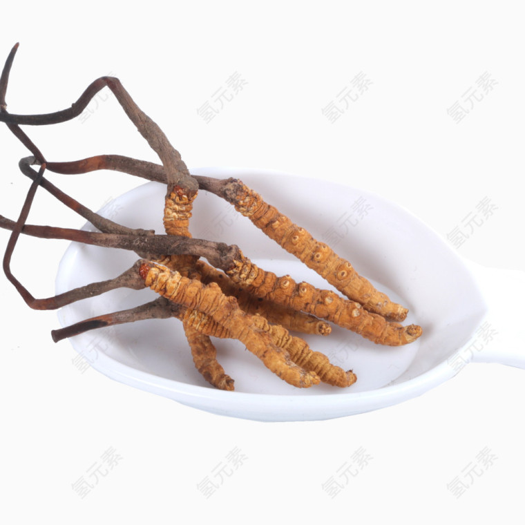 中药冬虫夏草新草