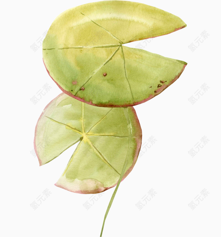 荷叶水彩插画