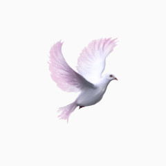 鸽子素材