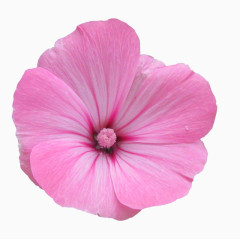 植物花草素材水彩花草