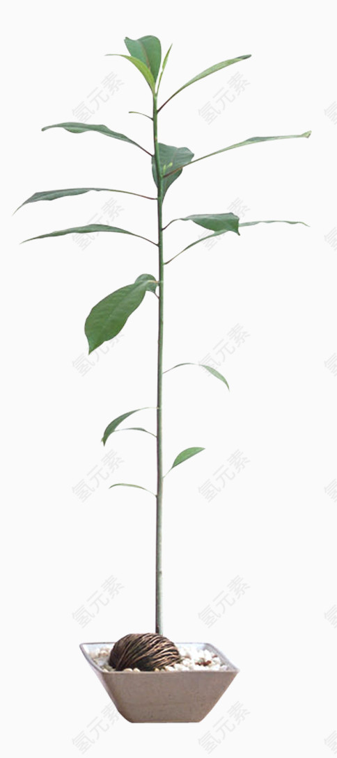 观赏花花盆