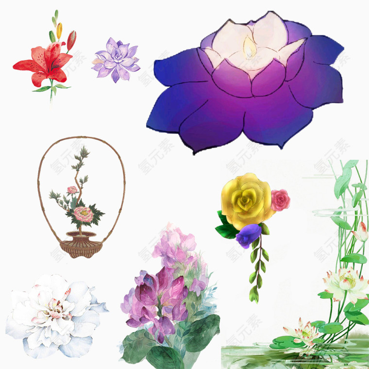 盛开的莲花
