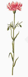 鲜花图片素材鲜花素材