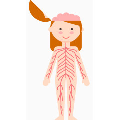 女子人体系统