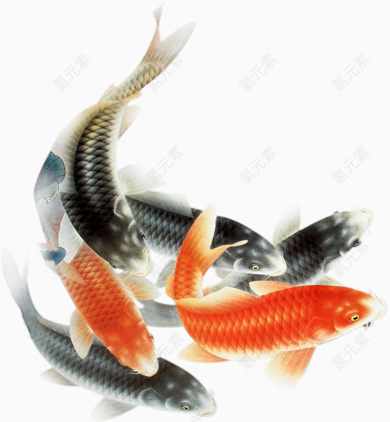 鱼