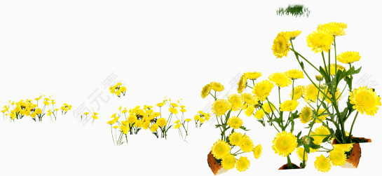 花