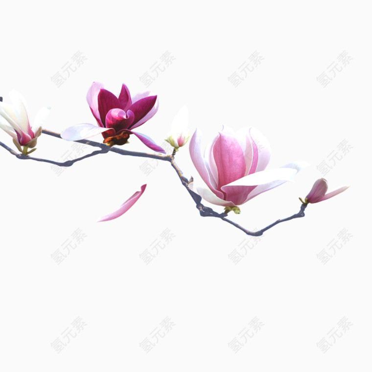浪漫粉色花枝