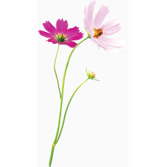 粉色唯美春天风景花朵