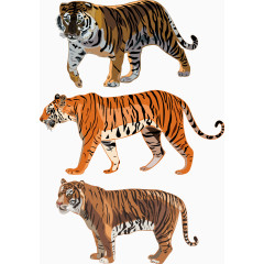 老虎动物矢量素材