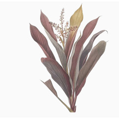 紫色唯美植物标本