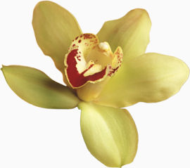精美兰花