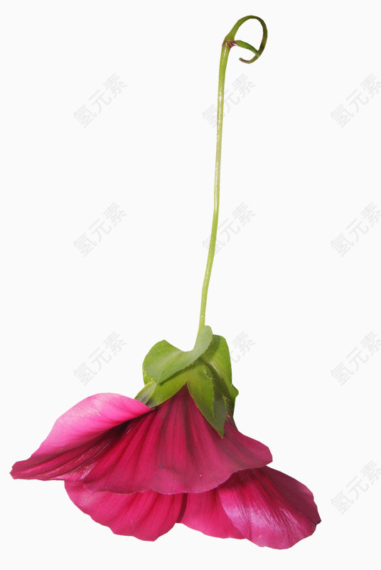 庆典花草手绘花卉素材