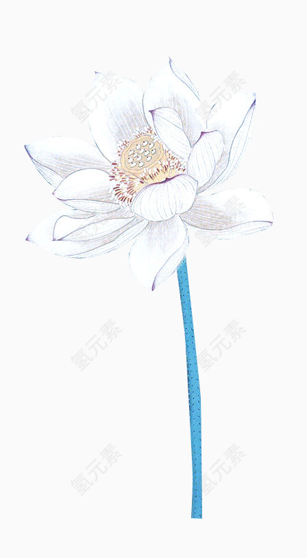 白色荷花