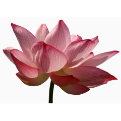 花卉图案国画花草素材