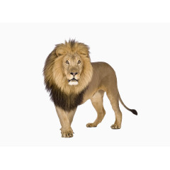 一只凶猛的狮子