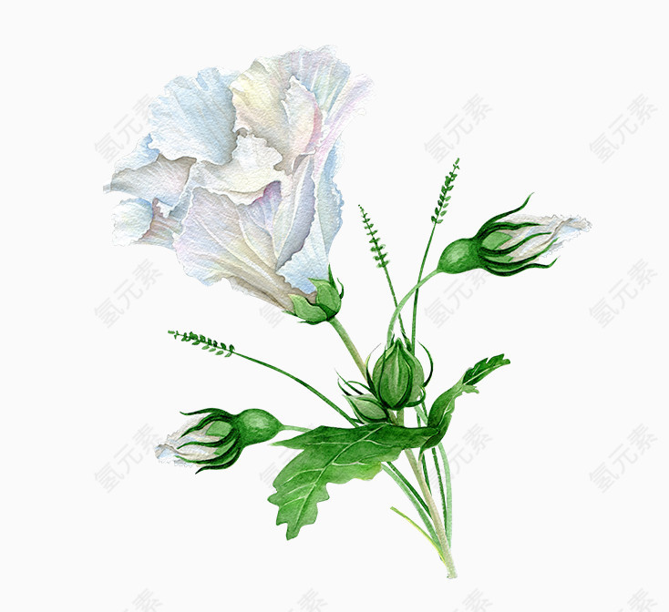 精美五彩花卉