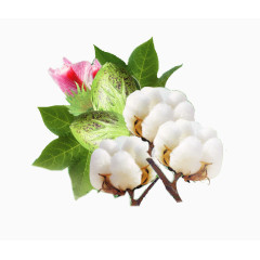 棉花