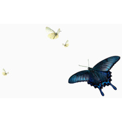 黑蓝色蝴蝶