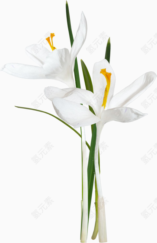 线描花草花草图片素材