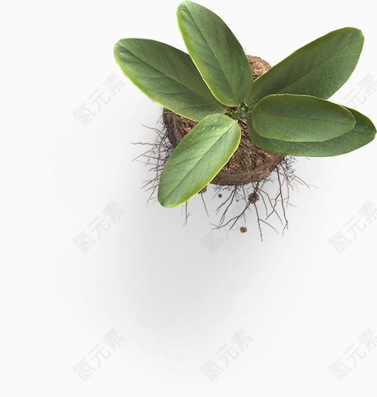 盆栽植物俯视图