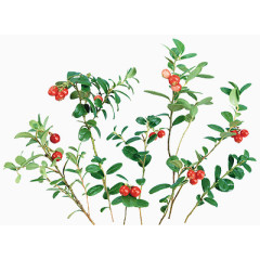 植物花卉素材鲜花图片素材