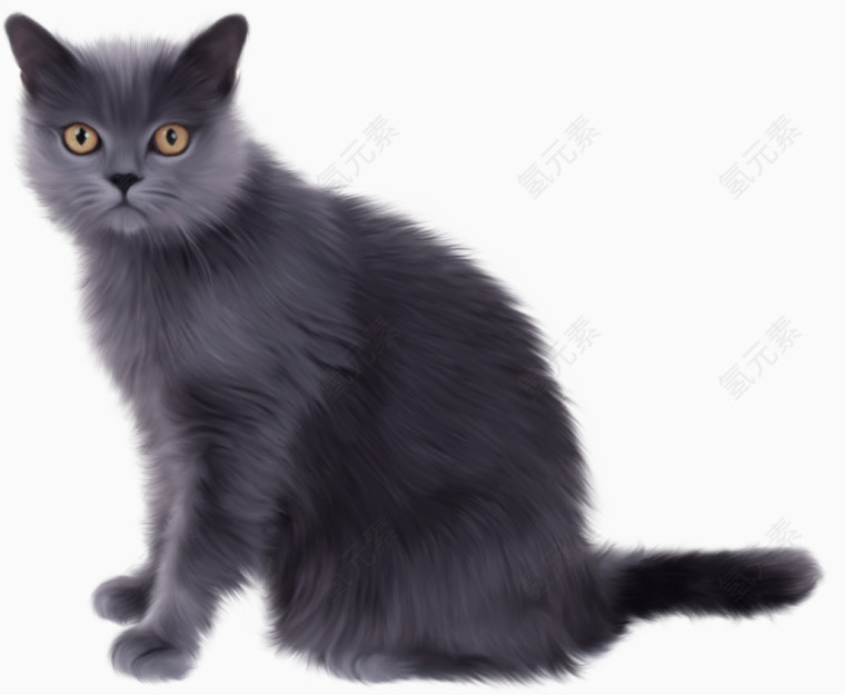猫咪