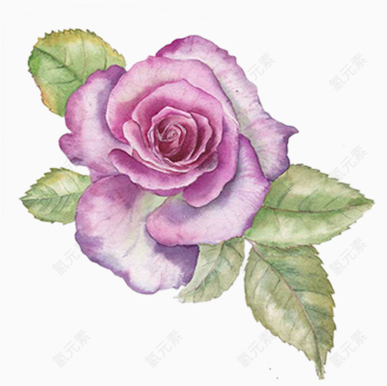 玫瑰花