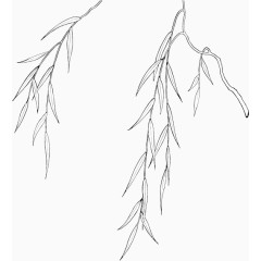 手绘线描柳叶