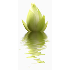 手绘荷花png素材