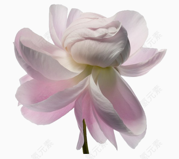 花  花朵 玫瑰 鲜花 花瓣 