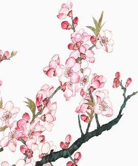 桃花素材