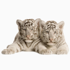 老虎免抠PNG图片素材