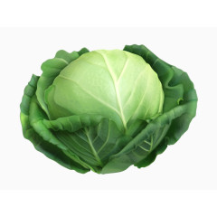 卡通卷心菜高清素材