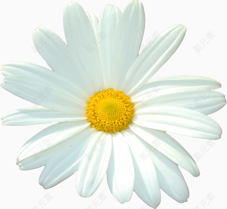 白色菊花
