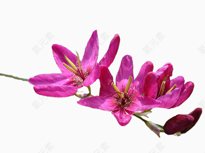 枚红色小花