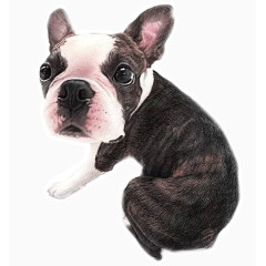 手绘斗牛犬