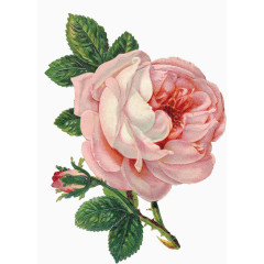 简约旧插画花鲜花玫瑰花