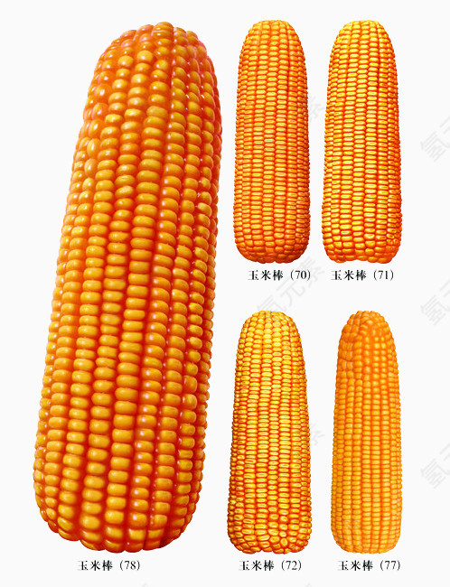 玉米种类