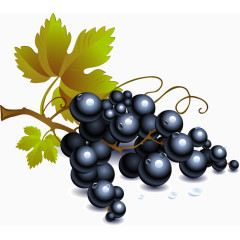 卡通精美黑葡萄