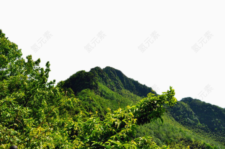 重庆永川茶山竹海风景