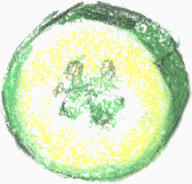 手绘蜡笔黄瓜片蔬菜素材