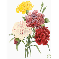 花草线描植物花草素材