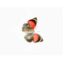 创意蜘蛛网蝴蝶