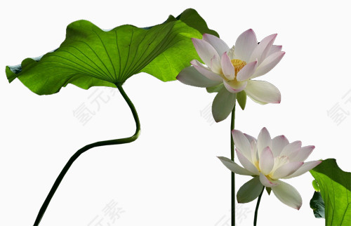 植物花卉素材花草标签