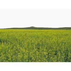 呼伦贝尔大草原