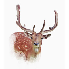 卡通手绘梅花鹿