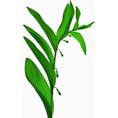 绿色的草