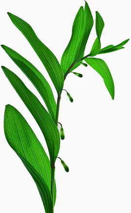 绿色的草