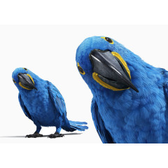 蓝色好奇鹦鹉素材